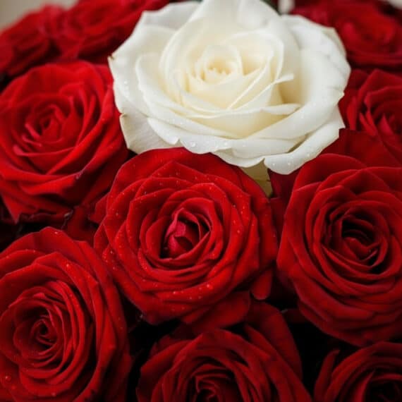 Primer plano extremo de un arreglo floral ALESSIA con 23 rosas rojas vibrantes y una rosa blanca central, con sutiles gotas d