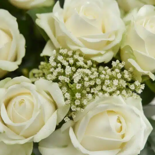 Primer plano extremo de un arreglo floral Estefanía con 24 rosas blancas inmaculadas, mostrando texturas hiperrealistas y sut