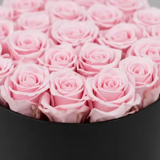 Primer plano extremo de 21 rosas rosadas frescas con gotas de rocío sutiles, dispuestas en un elegante cilindro negro, resalt