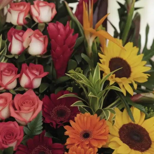 Primer plano extremo del Arreglo Floral PIA, mostrando rosas bicolor, girasoles, jengibre rojo y aves del paraíso con gotas d