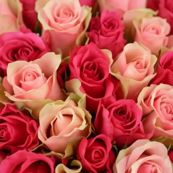 Primer plano extremo de un ramo de rosas fucsia y rosadas con gotas de rocío, mostrando texturas hiperrealistas y colores vib