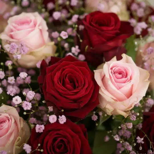 Primer plano extremo de un bouquet ELETRA con 20 rosas rojas y rosadas, mostrando texturas hiperrealistas y sutiles gotas de