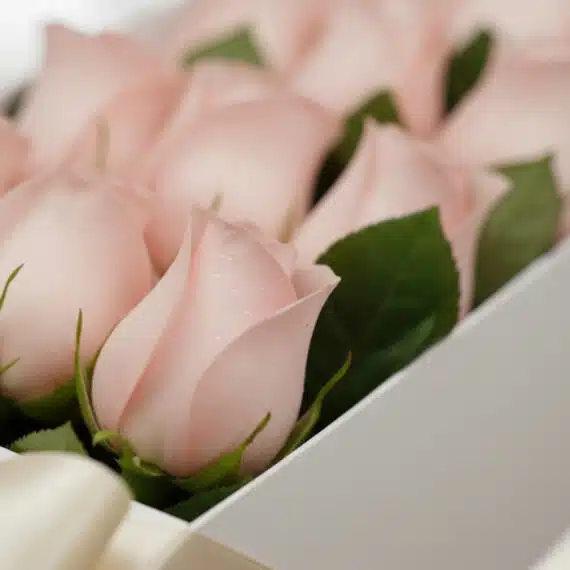 Primer plano extremo de una caja de 12 rosas rosadas frescas con gotas de rocío, destacando su textura hiperrealista y colore