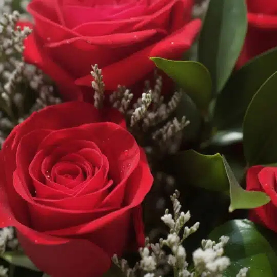 Primer plano extremo de un jarrón con 12 rosas rojas, mostrando texturas hiperrealistas, gotas de rocío y hojas verdes vibran