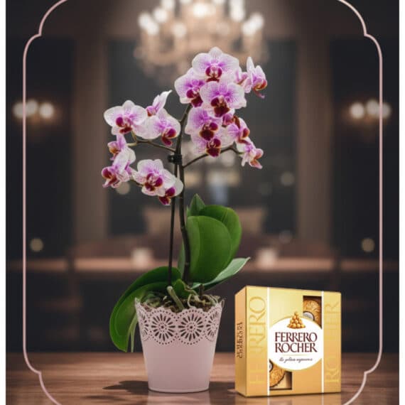 Orquídea Phalaenopsis Antonella en maceta rosa con encaje, junto a una caja de bombones Ferrero Rocher, sobre mesa de madera